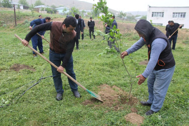 Ulu Öndər Heydər Əliyevin anadan olmasının 101 illiyi münasibətilə ağacəkmə aksiyası keçirildi.