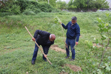 Ulu Öndər Heydər Əliyevin anadan olmasının 101 illiyi münasibətilə ağacəkmə aksiyası keçirildi.